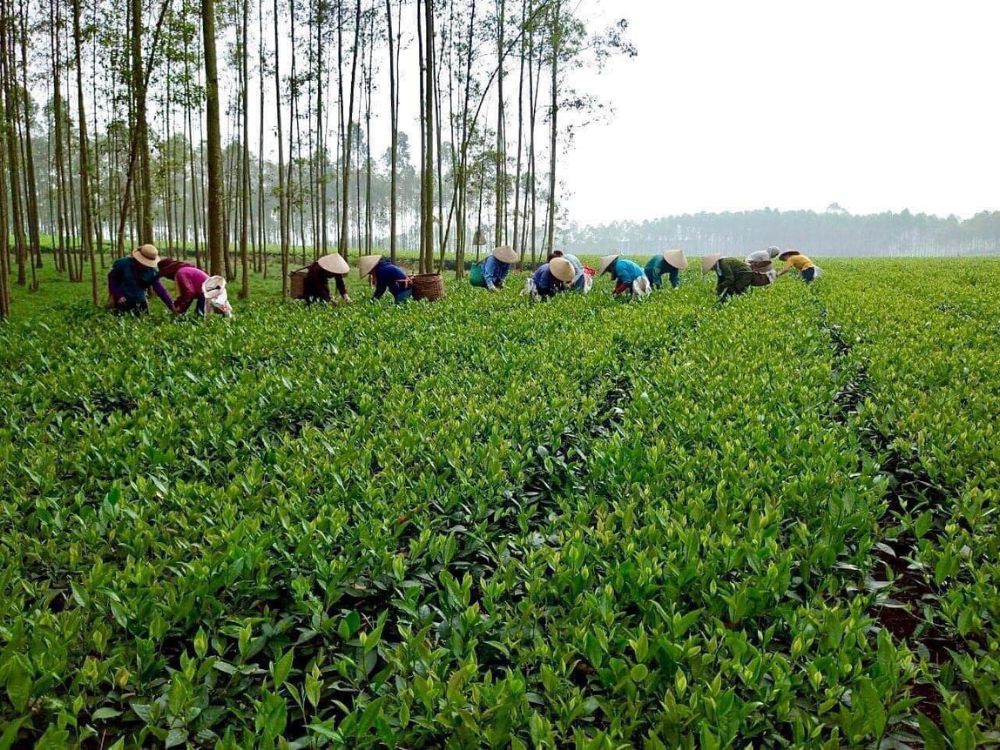 Tại sao nên chọn trà oolong Doanh Châu?
